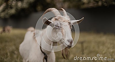 White goat with large horns eats grass in a village meadow. Summer or spring. Stock Photo