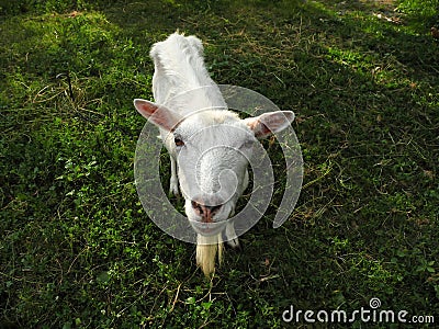 White goat look in camera on grass background. Stock Photo