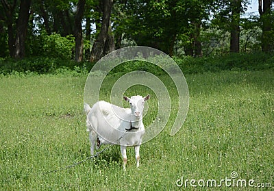 White goat in the meadow. Goat eating grass in the countryside. Stock Photo