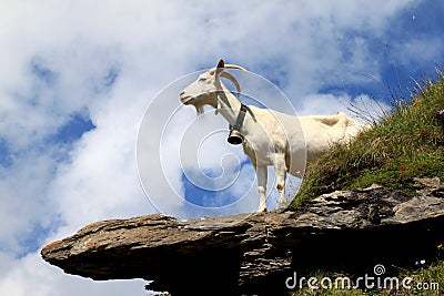 White goat on the rocks in the Swiss mountains Stock Photo