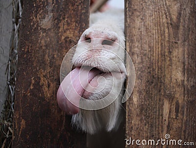 White goat sticks its tongue with its muzzle over the fence funny animals Stock Photo