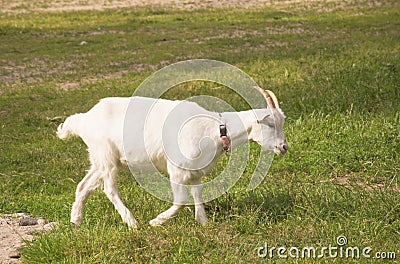 White goat walking Stock Photo