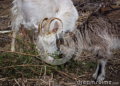 White goat with young goat Stock Photo