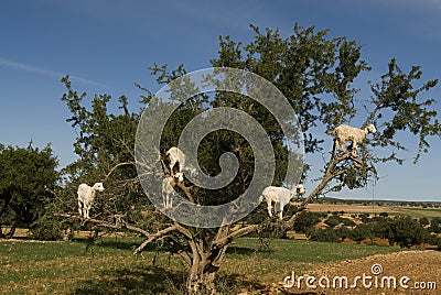 White goats in an Argan tree Stock Photo