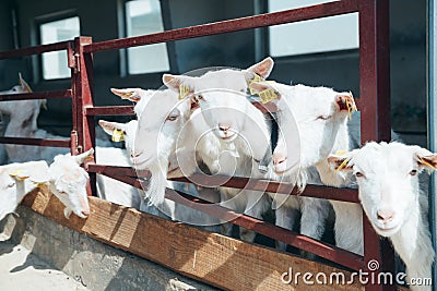 White Goats Standing at Farm in Wooden Shelter and looking at Camera. Chip in Ear. Cute and funny. Close-up. Stock Photo