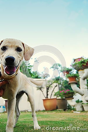 A white and golden puppy Stock Photo
