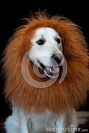 white golden retriever with a lion made up mane Stock Photo