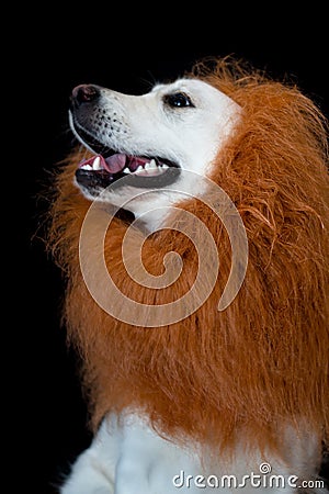 white golden retriever with a lion made up mane Stock Photo