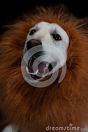 white golden retriever with a lion made up mane Stock Photo