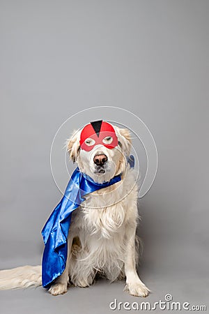 White golden retriever with a red hero mask and blue cape against a grey seamless background Stock Photo