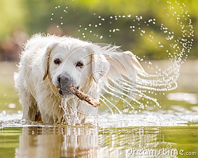 A White Golden Retriever walking through a lake. Stock Photo