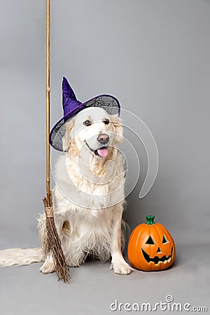 White golden retriever with a witch hat, broom, and jack o lantern against a grey seamless background Stock Photo