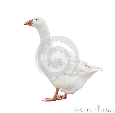 White Goose Stock Photo