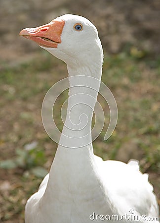 White goose Stock Photo