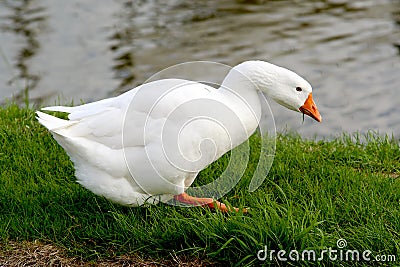 White goose Stock Photo