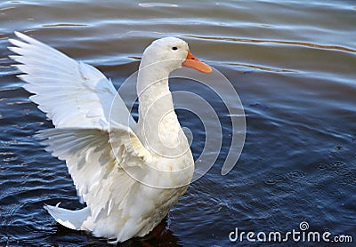 White goose Stock Photo