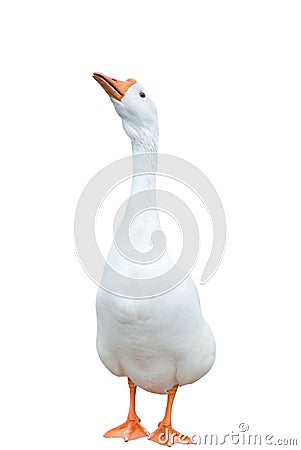 White goose Stock Photo