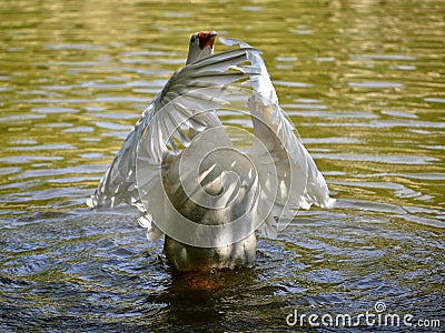 White goose wings opened in water Stock Photo