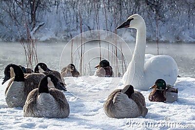 A white goose with Canadian geese and ducks in the river in the winter. Stock Photo