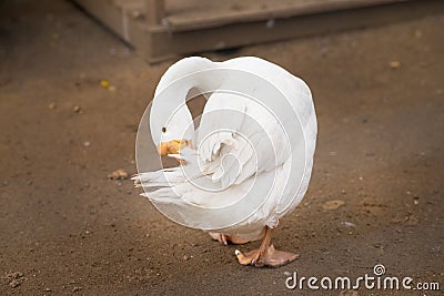 White goose cleaning itself. Domestic bird. Farm Stock Photo