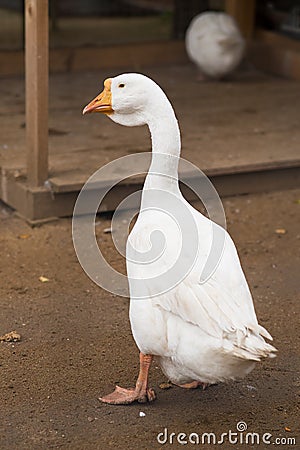 White goose, domestic bird. Farm Stock Photo