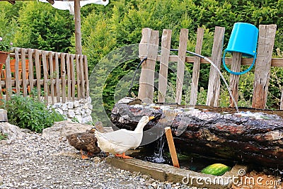 a white goose drinks water from the tap Stock Photo