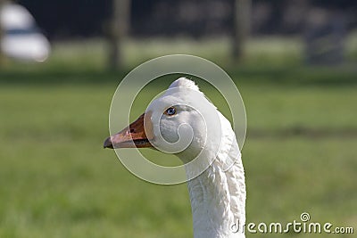 White goose, Emden goose, with orange beak and hump on the head Stock Photo