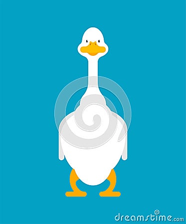 White goose front view isolated. domestic waterfowl. vector illustration Vector Illustration