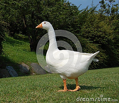 White goose in garden Stock Photo