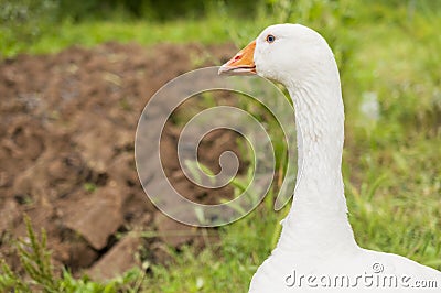 White goose in the grass Stock Photo