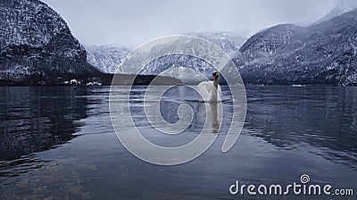 White goose lake Stock Photo