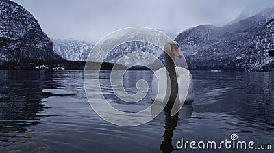 White goose lake Stock Photo