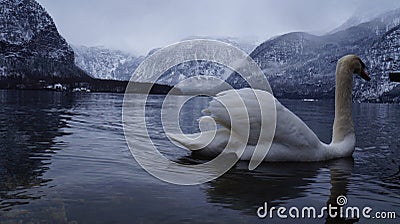 White goose lake Stock Photo