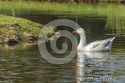 White goose on lake Stock Photo