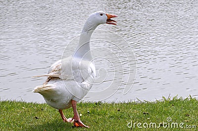 White goose near pond Stock Photo