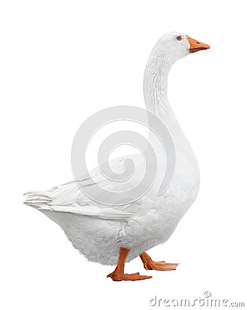 White goose Stock Photo