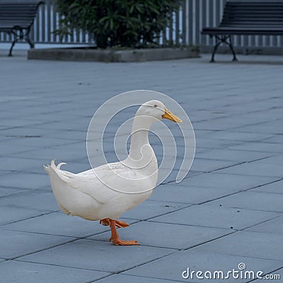 White Goose walking in an urban pedestrian public space Stock Photo