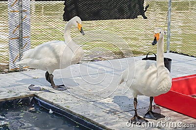 White gooses on the floor and near pond water at Kwan-Riam float Stock Photo