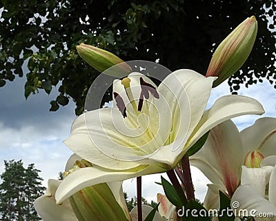 White gorgeous Lily. A symbol of purity, a flower with a rich history Stock Photo