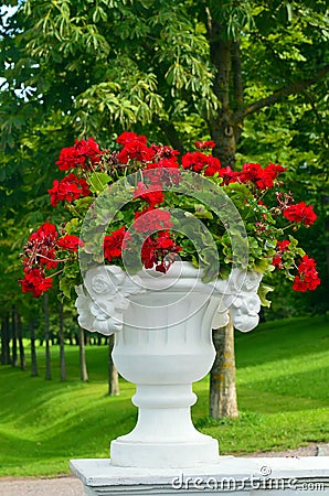 White gorgeous stone planter with red flowers Stock Photo
