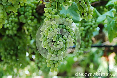 White grape Stock Photo