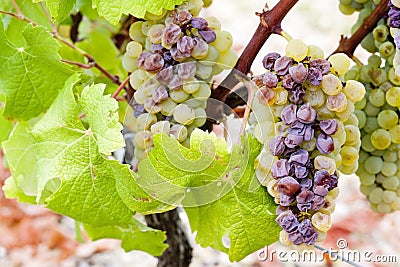 White grape Stock Photo