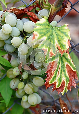 White grape Stock Photo