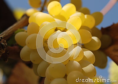 White grape Stock Photo