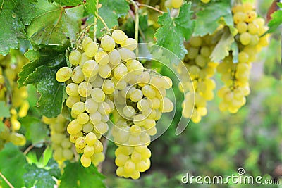 White grape Stock Photo