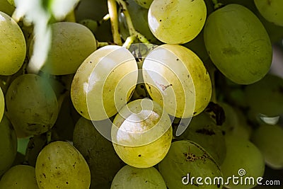 White grape bunch from my garden Stock Photo