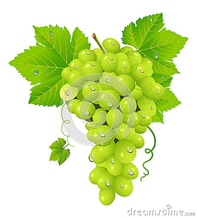 White grape cluster Vector Illustration