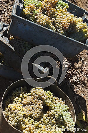 White grape crop Stock Photo