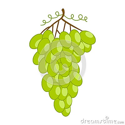 White grape isolated. Fresh fruit, organic food icon on white background. Vector bunch wine grapes in flat style Stock Photo