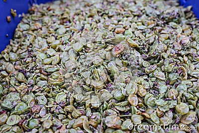 White grape pomace after crushing grapes for wine making Stock Photo